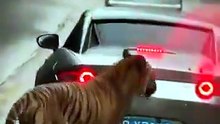 In China, a tiger became obsessed with a car.