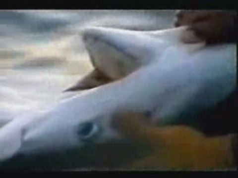Sauvons les requins - Stop Shark Finning
