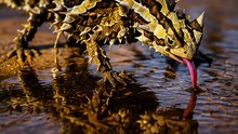 Este LAGARTO puede recoger AGUA con su PIEL | Diablo espinoso