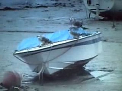 Les raquettes de vase