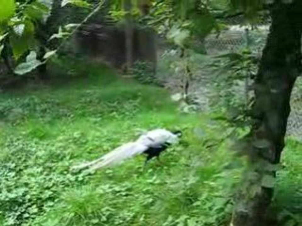 Fasan in der Fasanerie Wiesbaden