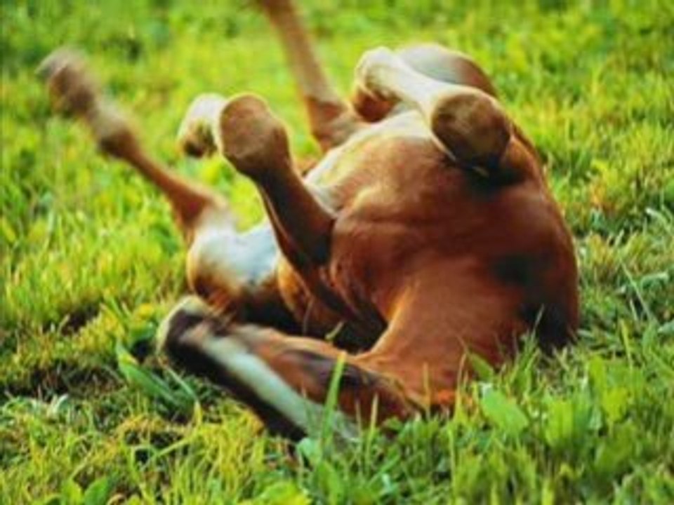 Montage sur les chevaux