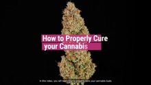 How to Cure Your Cannabis Buds