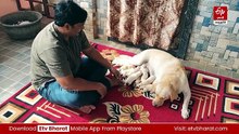 ఒకే కాన్పులో 10 పిల్లలకు జన్మనిచ్చిన లాబ్రడార్