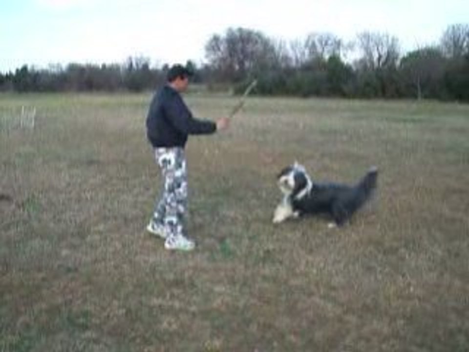 Aramis saute comme un dahu