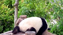 Adorable Panda