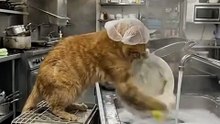 Best Billi Treats Healthy Cat Food in Karachi at Affordable Prices