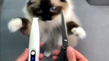 Pet Paw Grooming Trimmer – LED Light, Waterproof Cordless Clipper for Dogs & Cats