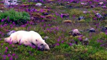 OURS POLAIRE ─ Le Prédateur Ultime de l'Arctique