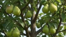 What Happens to a Pear Seed? Watch Until the End