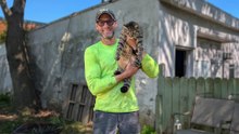 Cat Gets Stranded On Tiny Branch During Powerful Winds