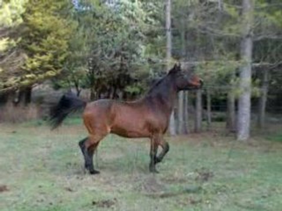 Fleurco tout juste pieds-nus. galop chute