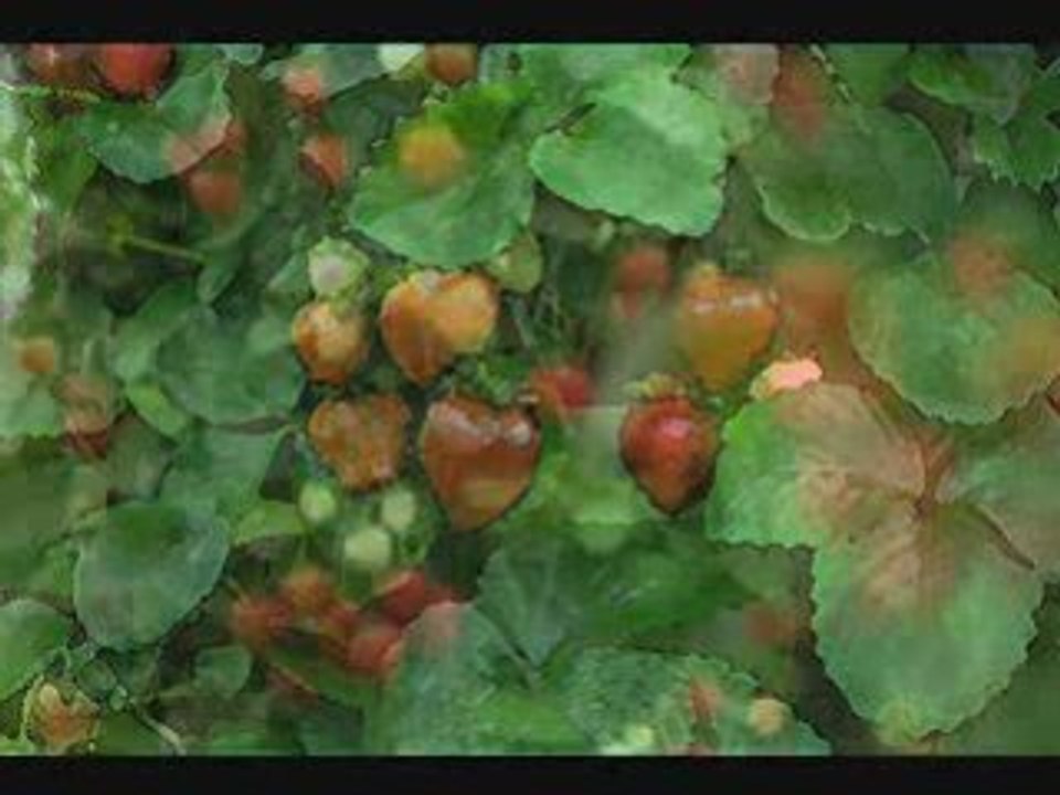 TheChelseaFlowerShow