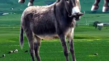 SpinningMule - #funnyanimals #pets #fyp #SpinningMule