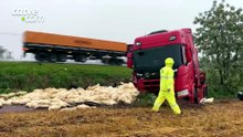 Motorista morre após colisão com caminhão carregado de batatas na BR-369; carga ficou espalhada