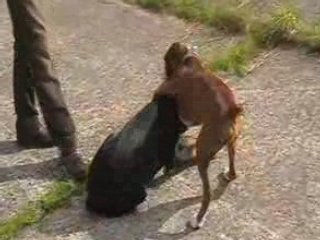 Diego et Dario à Niergnies 2