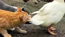 _Funny _cat _viral _duck _animal _usa _dailymotion shorts [704p]