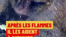 Après les flammes ils les aident à survivre