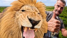 Rescued Lion Brothers George and Yame Find New Home in South Africa