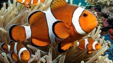 Every Clownfish Is Born Male | Clownfish Sex-Change Secret | Deep Wildlife