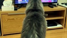 A Loyal Fan of the Girl Group 😂🐱🎶