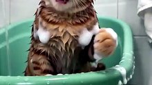 Say I’m all you need… 👀🐱
