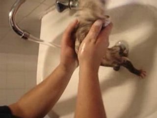 24-07 Premier bain de Vyrus