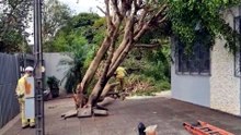 Bombeiros são mobilizados após árvores caírem sobre casa durante tempestade em Cascavel