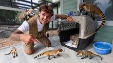 ¡Llegó un coatí bebé a mi rancho!