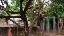Árvore cai sobre portão de residência no bairro Parque São Paulo, em Cascavel
