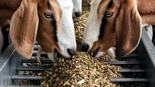 🐐 Goat Farming Start Karne Se Pehle Ye 3D Setup Dekho! | Goat Farm 3D Design #shorts #shortsfeed