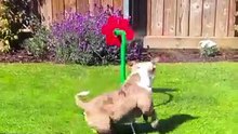 Sunflower Garden Sprinkler for Dogs – Fun Backyard Water Toy for Pups