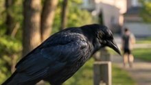 This Bird Can Remember Human Faces!