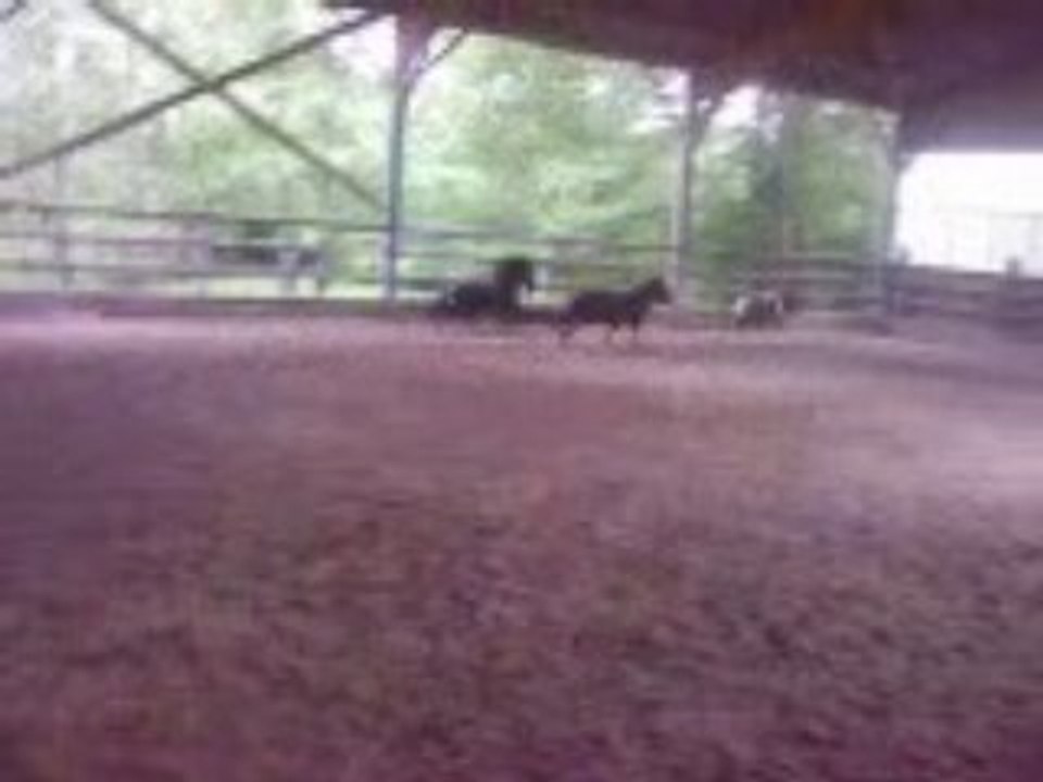 les poney en gros delire dans le manege