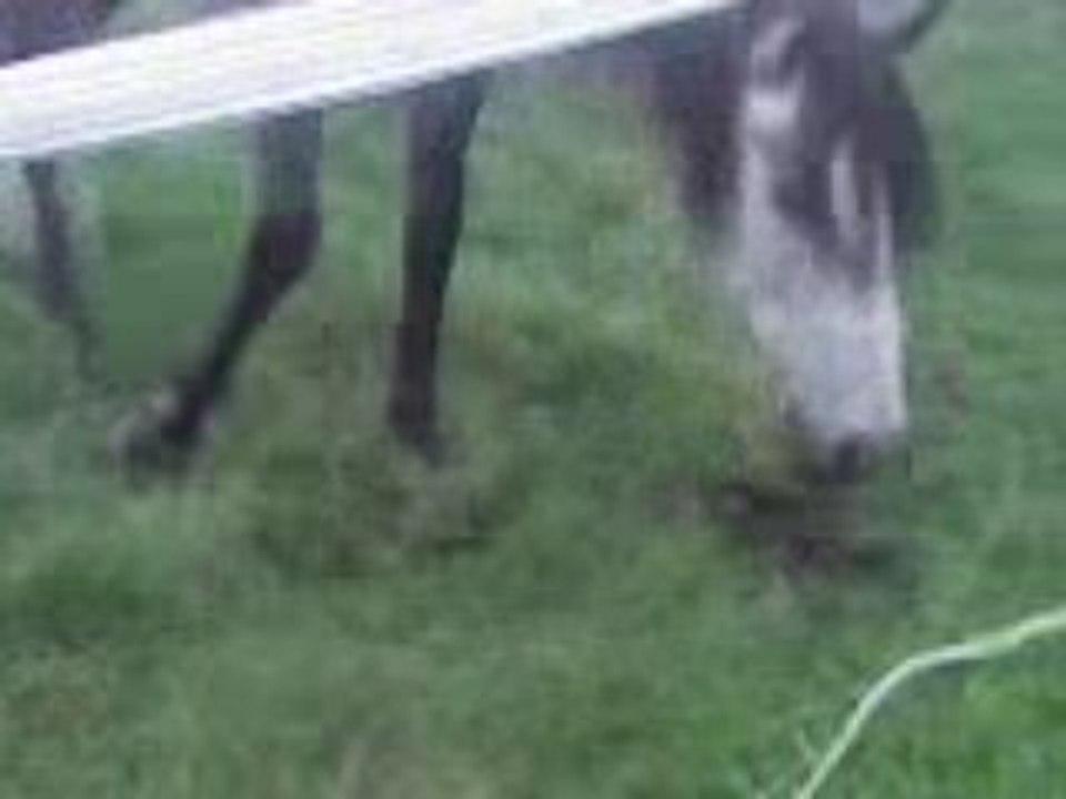 victorio rentre o champs