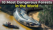10 Most Dangerous Forests in the World
