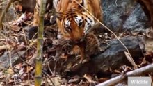 The Tiger Attacked in Seconds! 🐅😱