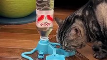 Automatic Cat Water Fountain – Gravity Feed Pet Watere