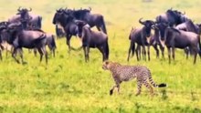 LION ATTACK! Nobody Saw This Coming! 😱🦁