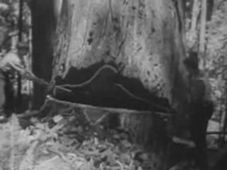 1940’s Lumber Industry Kills the California Redwood Forest