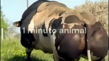 1 minuto animal - o animal mais ... #animais