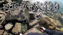 【穴釣り】激浅ゴロタの岩の隙間でカサゴ連発、仕掛けを落とした直後に反応が続く