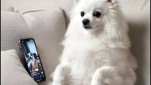 When your Pomeranian gets more screen time than you.📱