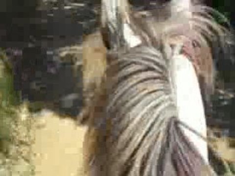 Caméra embarquée : grand galop