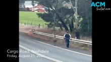 Cop chases an emu near Orange