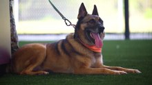 MWD Fox retires after six years of service