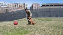 Herding Ball Mastery: Intermediate Techniques for Focused & Engaged Pups!