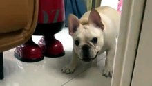 My dog thinks it’s a master at hide-and-seek… and it’s so proud of itself!