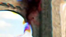 【Full】The Lone Lamb Rules the Wolves.#short drama #english drama #Fantasy #Hidden Identity