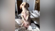 Hilarious Animal Fails 😂 Funny Dogs & Cats Having Their Funniest Moments